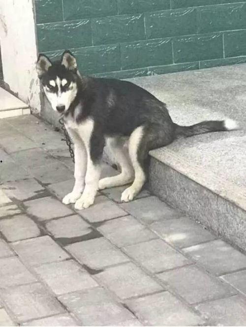 要哈士奇大腚娱乐吃瓜酱,吃瓜酱带你领略萌宠界的欢乐盛宴  第3张